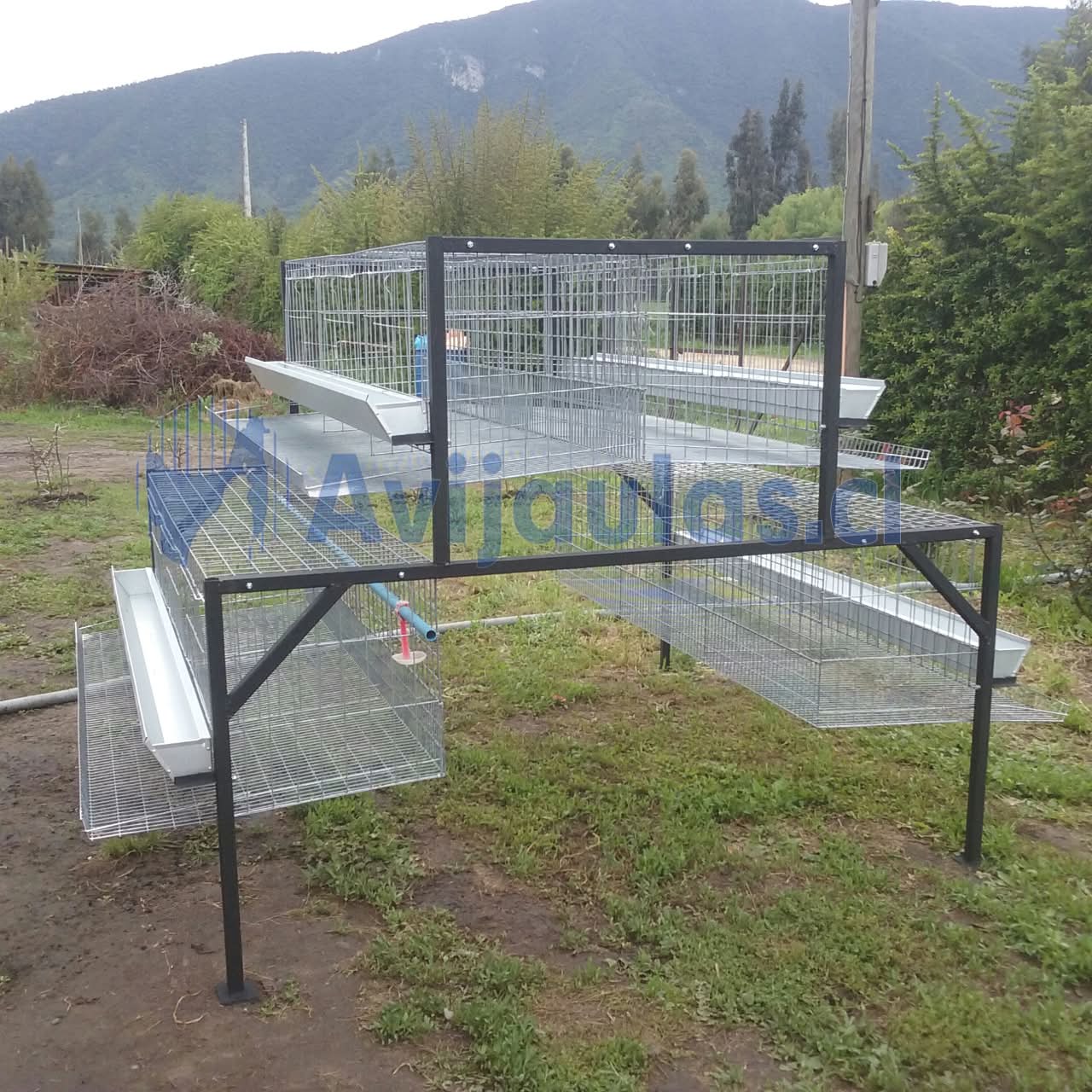 Módulo piramidal de jaulas con bandejas recolectoras de huevos