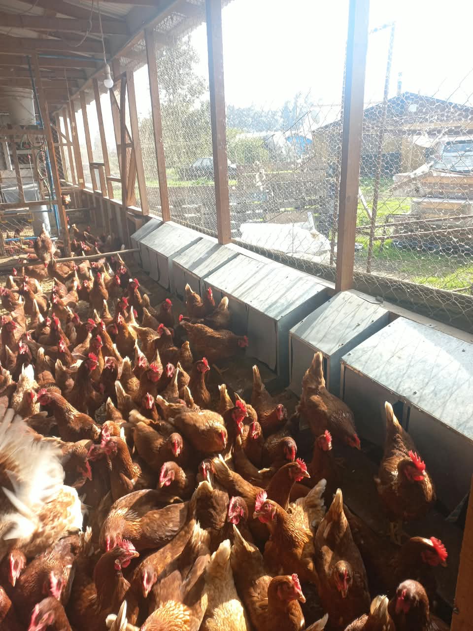 Pollitas disponibles para reserva en el criadero