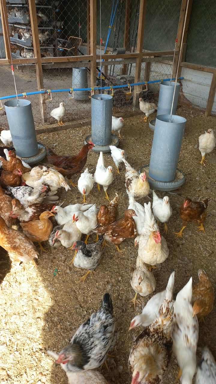  criollas en galpón de crianza y alimentación