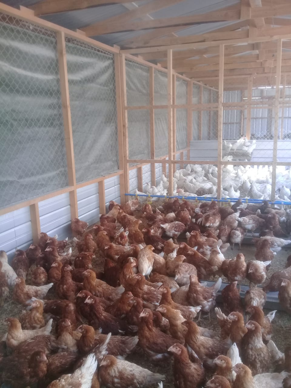Pollitas Lohmann Brown Lite en criadero
