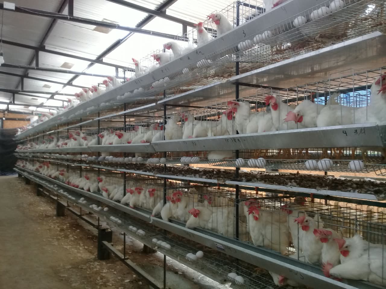 Módulos de jaulas galvanizadas apiladas en el taller de Avijaulas
