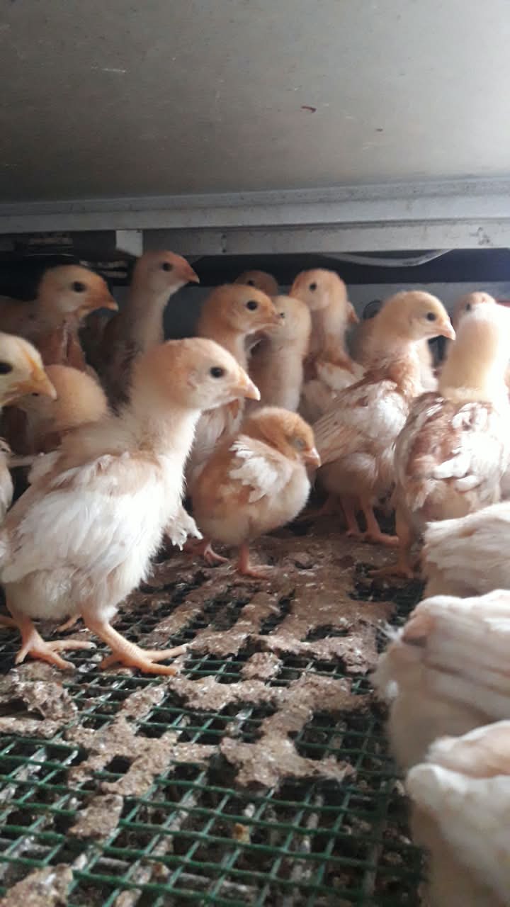 Pollitas Lohmann Lite en galpón de crianza