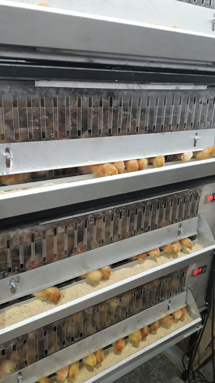 Criadora para pollitas con aves en galpón